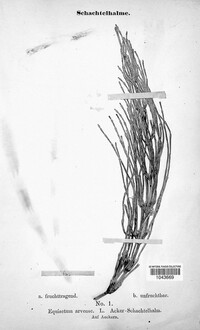 Image of Equisetum arvense